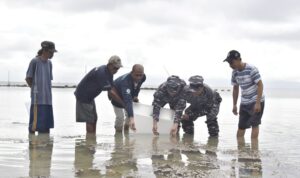Komandan Lantamal IX Ambon Brigjen TNI (Mar) Said Latuconsina, M.M., M.T., M.Tr.Opsla, disela-sela kunjungan ke Tual dalam rangka serah terima jabatan Komandan Lanal Tual pada Selasa 4 April 2023 menyempatkan untuk meninjau balai benih (Hatchery) teripang skala rumah tangga yang dikembangkan oleh Kelompok Salterai Tual Teripang Center berlokasi di Desa Ohoitel, Kota Tual, Sabtu (8/4/2023).