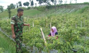 Babinsa Koramil 07/Selo Kodim 0724/Boyolali Sertu Aldi melaksanakan komsos serta pendampingan terhadap Ibu Darmini (47) petani cabai, warga Dukuh Ngargosari, Desa Saden, Kecamatan Selo, Kabupaten Boyolali, Minggu (11/6/2023).