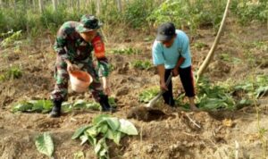 Serda Turyanto melaksanakan komunikasi sosial dengan warga Pak Sholikin (58) yang sedang mengolah tanah lahan tembakau bertempat di Dukuh Tegalrejo Desa Karanggeneng Kecamatan Boyolali Kabupaten Boyolali, pada Minggu (9/7/2023).