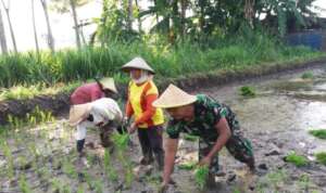Serka Slamet Dampingi Petani Tanam Padi, Ternyata Ini Alasannya