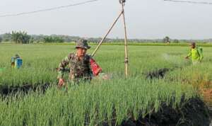 Luar Biasa, Serka Suminto Mampu Raup Rp 30 Juta Sekali Panen Bawang Merah