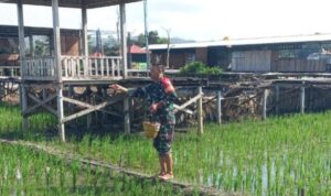 Optimalkan Produksi Pertanian, Serda Sujarwo Lakukan Hal Ini Pada Petani Keboireng