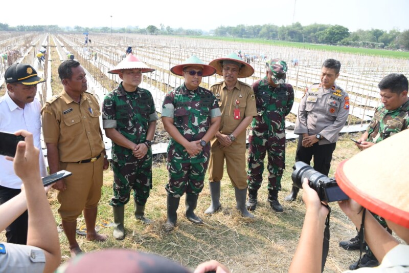 Alasan Danrem 081/DSJ Galakkan Budidaya Melon Jenis Ini di Madiun