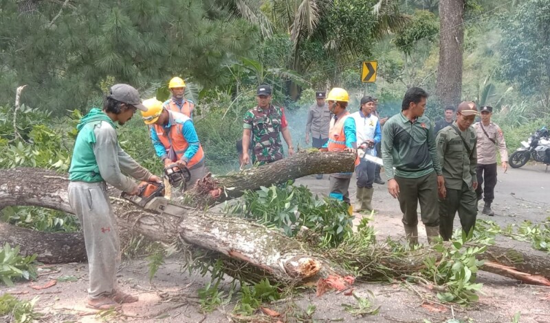 Cegah Bencana! TNI dan Perhutani Kompak Amankan Jalan Trenggalek-Bendungan