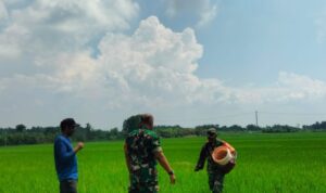 Membumi di Sawah, Menyemai Harapan: Serda Eko Riyanto dan Perjuangan Sunyi di Ladang Desa