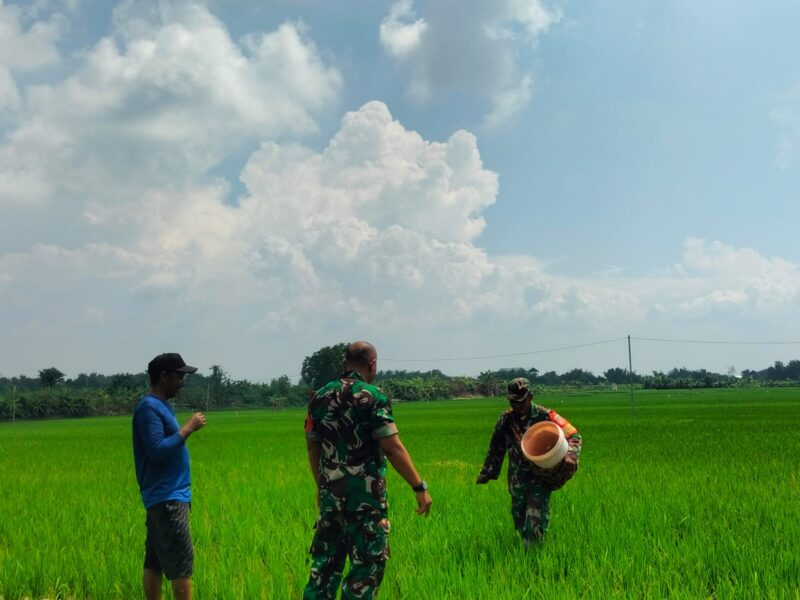 Membumi di Sawah, Menyemai Harapan: Serda Eko Riyanto dan Perjuangan Sunyi di Ladang Desa