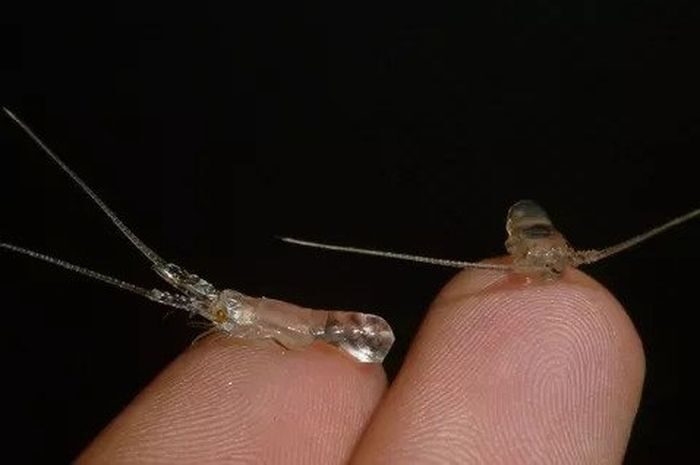 Kirim Surat Terbuka kepada Presiden Prabowo, Gus Lilur Usulkan Reformasi Ekspor Lobster demi Kedaulatan Maritim Indonesia