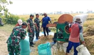 Babinsa Turun ke Sawah, Petani Guworejo Panen Semangat