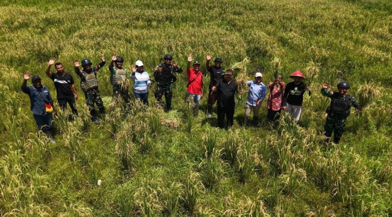 Dorong Ketahanan Pangan, Satgas RI-PNG Yonif 410/Alugoro Gelar Panen Raya Padi di Bintuni