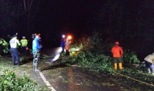 Pohon Tumbang di Jalur Nasional, TNI-Polri dan BPBD Trenggalek Sigap Lakukan Penanganan