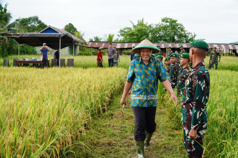 Yonif TP 806/SI Bersama Forkopimda Kabupaten Sorong Gelar Panen Padi, Perkuat Ketahanan dan Kemandirian Pangan