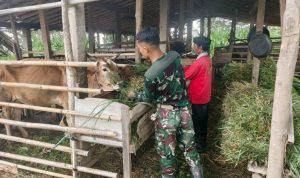 Usai Bangun Jalan, Prajurit TMMD di Wonogiri Sisihkan Waktu Cari Rumput untuk Sapi Warga