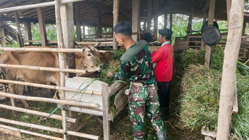 Usai Bangun Jalan, Prajurit TMMD di Wonogiri Sisihkan Waktu Cari Rumput untuk Sapi Warga