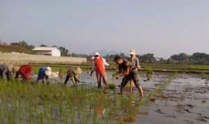 Babinsa di Tulungagung Turun ke Sawah, Dampingi Petani Tanam Padi untuk Jaga Produksi Pangan