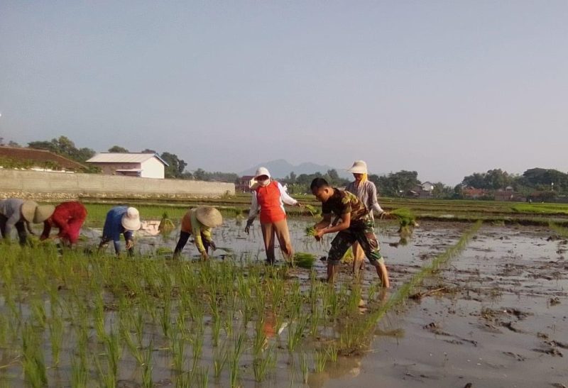 Babinsa di Tulungagung Turun ke Sawah, Dampingi Petani Tanam Padi untuk Jaga Produksi Pangan