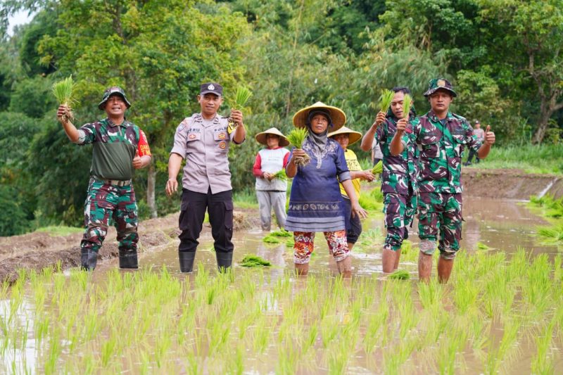 Satgas TMMD Blitar Bangun Jalan dan Tanam Padi di Desa Krisik, Percepat Akses dan Perkuat Ketahanan Pangan