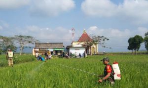 Cegah Serangan Hama, Babinsa Tulungagung Dampingi Petani Semprot Sawah