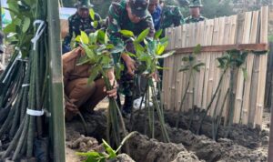 Menjaga Pesisir dari Abrasi, TNI dan Warga Tulungagung Tanam Mangrove di Cemoro Sewu