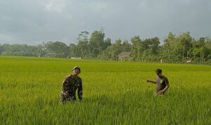 Jaga Produktivitas Padi, Babinsa Mergayu Turun Langsung ke Sawah