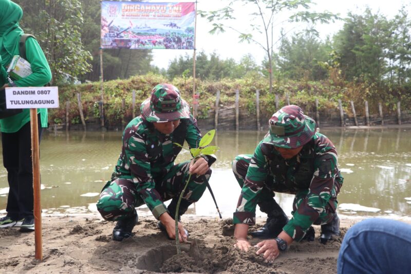 Kodim 0807/Tulungagung Tanam Mangrove di Pantai Bayem, Ini Tujuannya